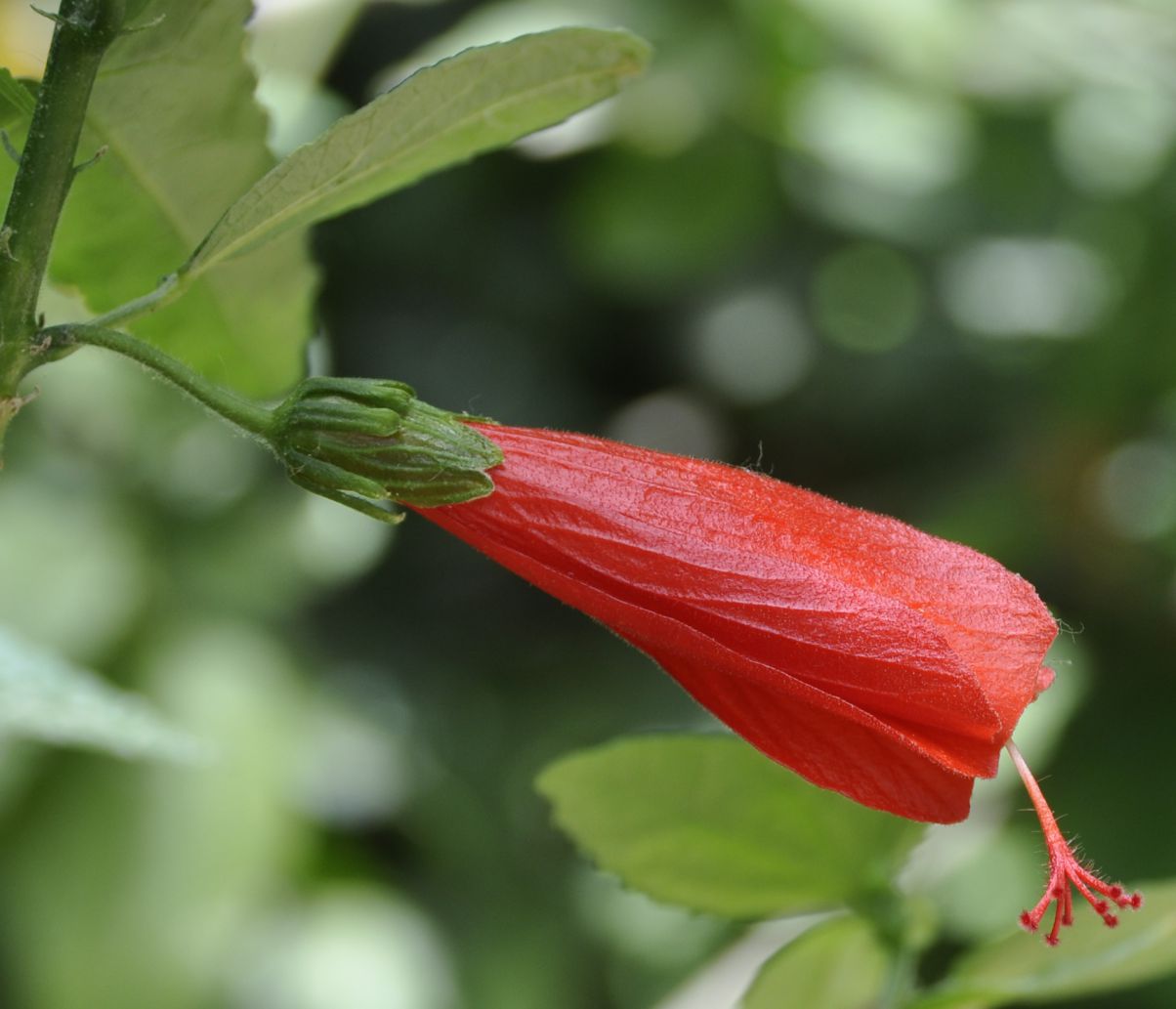 Изображение особи Malvaviscus penduliflorus.