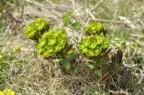 Euphorbia komaroviana