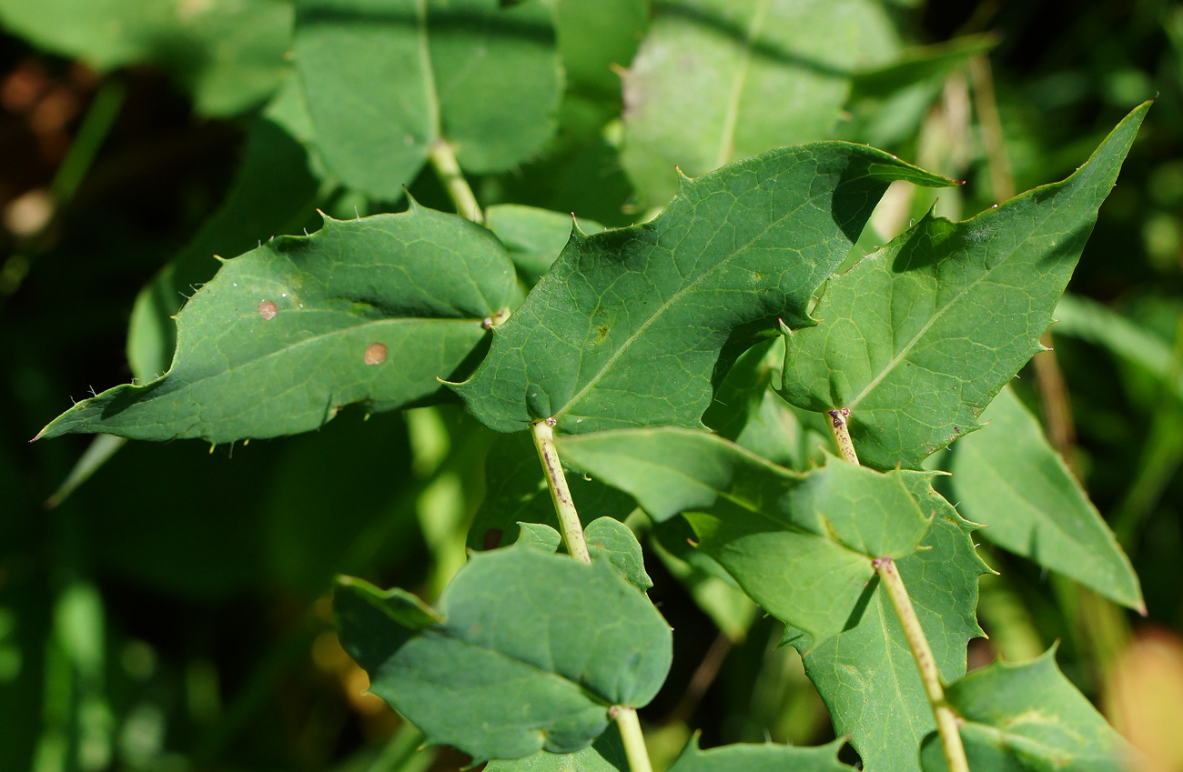 Изображение особи Hieracium robustum.