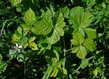 Rubus caesius