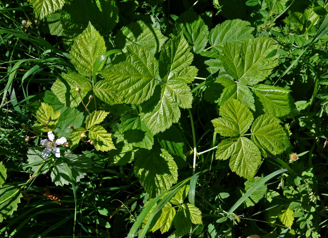 Изображение особи Rubus caesius.