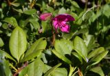 Rhododendron camtschaticum