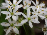 Allium subhirsutum