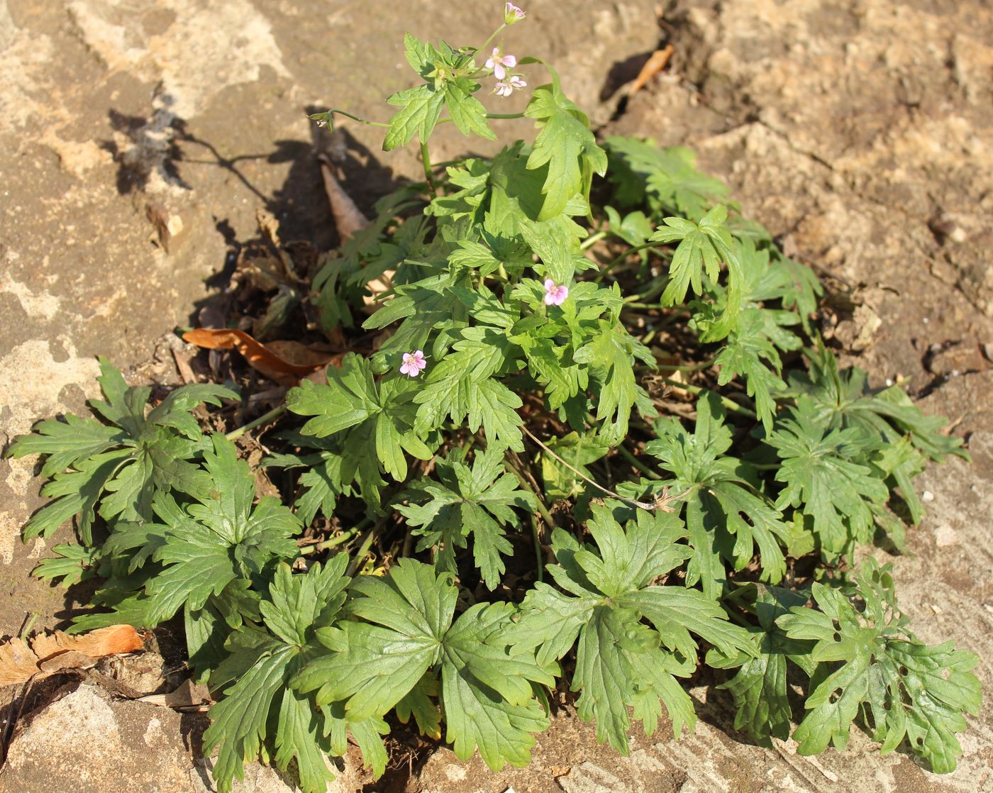 Изображение особи Geranium sibiricum.