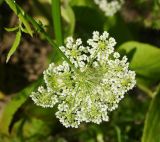 Sium latifolium. Верхушка побега с соцветием (вид с нижней стороны). Восточный Казахстан, г. Усть-Каменогорск, правый берег р. Иртыш, влажный луг. 30.07.2018.