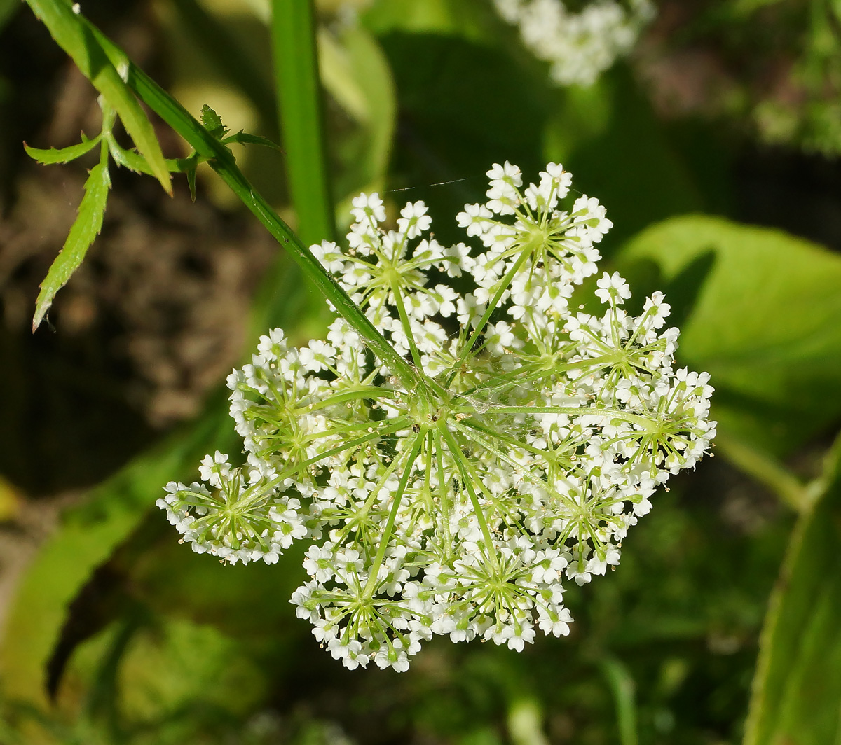 Изображение особи Sium latifolium.