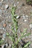 Artemisia stechmanniana