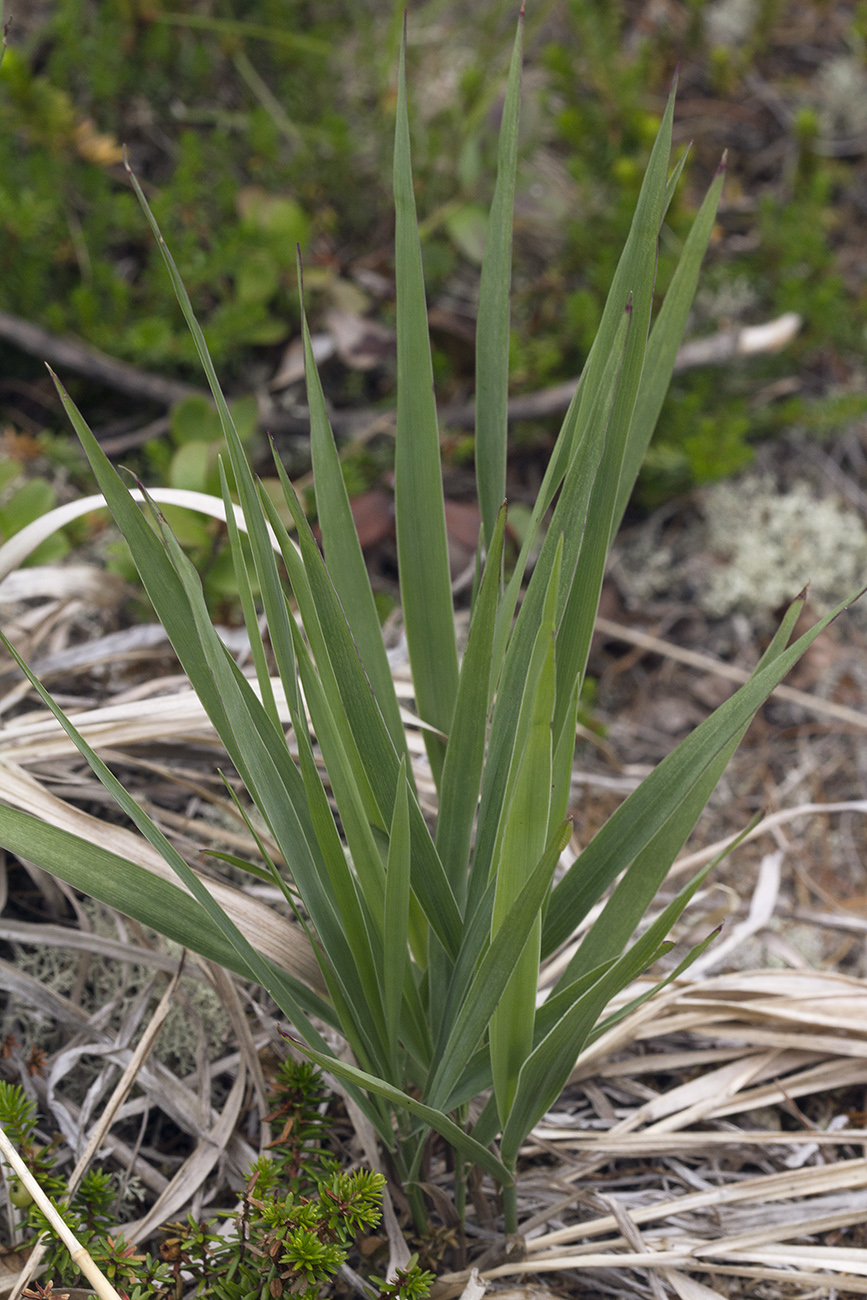 Изображение особи Calamagrostis sugawarae.