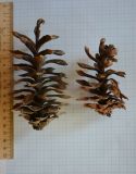 Pinus strobus