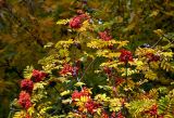 Sorbus aucuparia