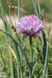 Allium schoenoprasum. Верхушка побега с соцветием и листья. Ленинградская обл., Ломоносовский р-н, окр. Шепелёвского маяка; п-ов Каравалдай, берег Финского залива, приморский луг, частично заваленный засохшими нитчатыми водорослями, выброшенными прибоем. 24.06.2020.