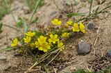 Potentilla humifusa. Цветущее растение. Челябинская обл., Троицкий р-н, Кособродское сельское поселение, окр. с. Подгорное, долина р. Уй, береговой обрыв, песок. 2 мая 2021 г.