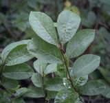 Lonicera sachalinensis