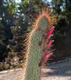 Cleistocactus baumannii. Верхушка ветки с цветками. Израиль, Шарон, г. Тель-Авив, ботанический сад \"Сад кактусов\". 13.02.2022.