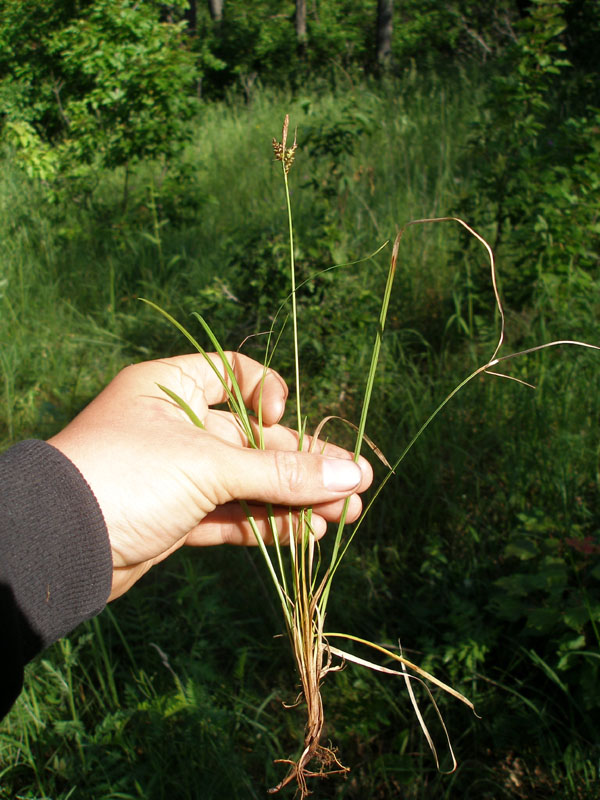 Изображение особи Carex caryophyllea.