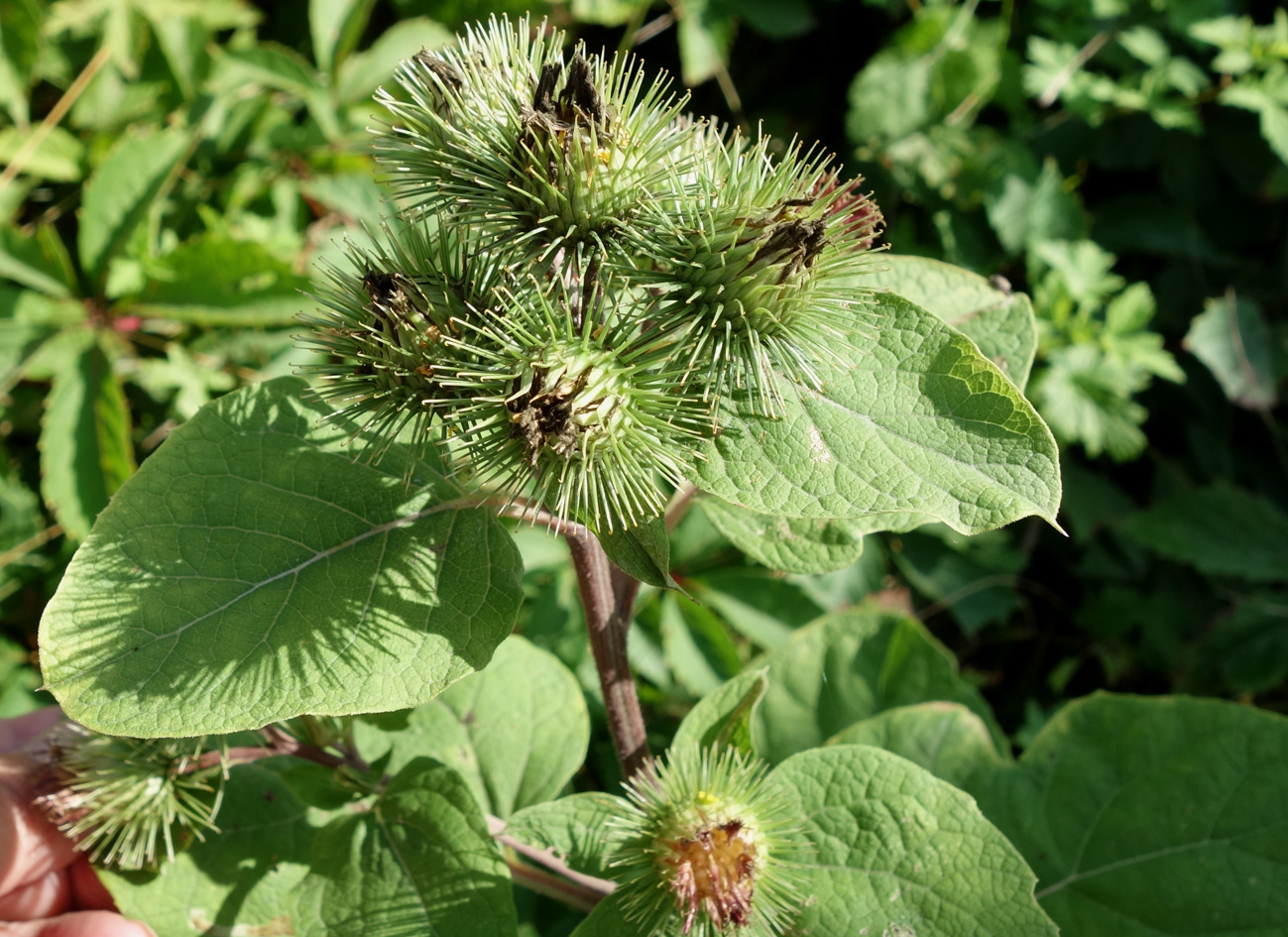 Изображение особи Arctium lappa.