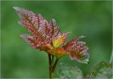 Viburnum opulus. Листья на верхушке молодого побега. Московская обл., Раменский р-н, окр. дер. Хрипань, садовый участок. 27.07.2023.