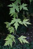 Acer saccharinum