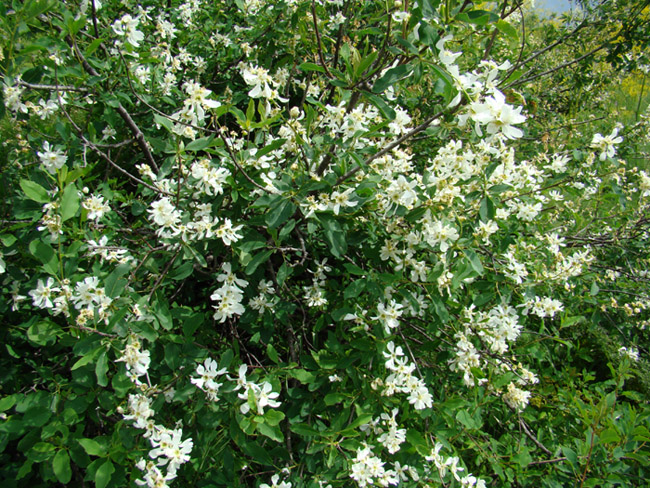 Изображение особи Exochorda tianschanica.