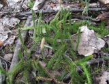 Lycopodium lagopus