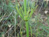 Equisetum ramosissimum. Часть побега. Ростовская обл., Персиановская степь, окр. станицы Красюковская, верхняя часть склона правого коренного берега р. Грушевка. 8 июня 2011 г.