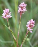 Persicaria maculosa