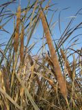 Typha domingensis