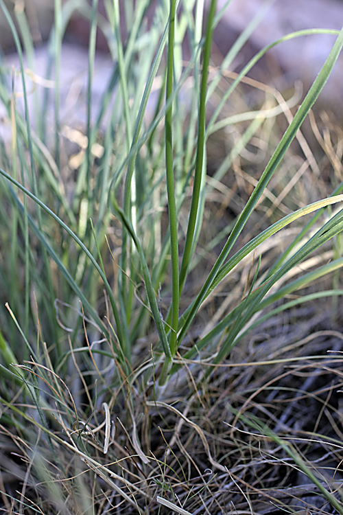 Изображение особи Allium inconspicuum.