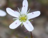 Minuartia hirsuta ssp. falcata