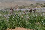 Fritillaria persica