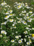 Erigeron annuus