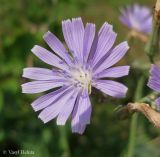 Lactuca tatarica