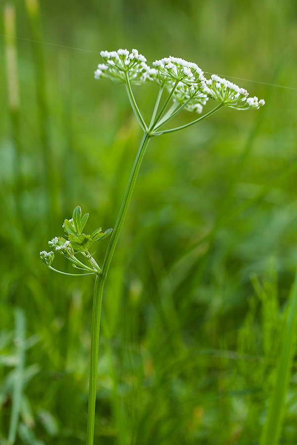 Изображение особи Selinum carvifolia.