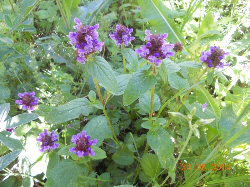 Изображение особи Prunella vulgaris.