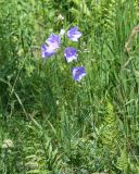 Campanula persicifolia