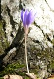 Crocus speciosus