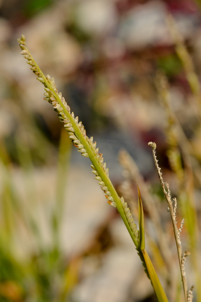 Изображение особи Paspalidium geminatum.