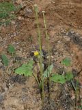 Tussilago farfara