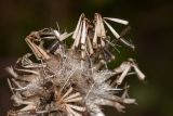 Centaurea scabiosa