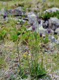 Gastrolychnis tristis. Цветущее растение. Бурятия, Окинский р-н, падь Хи-Гол, ≈ 2000 м н.у.м., окраина лавового поля. 11.07.2015.