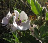 Althaea officinalis