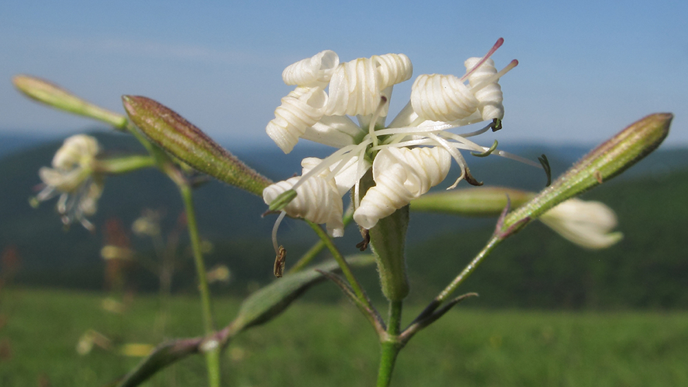 Изображение особи Silene italica.