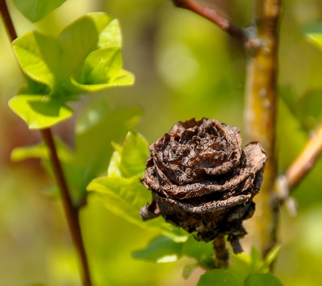 Изображение особи Salix pyrolifolia.