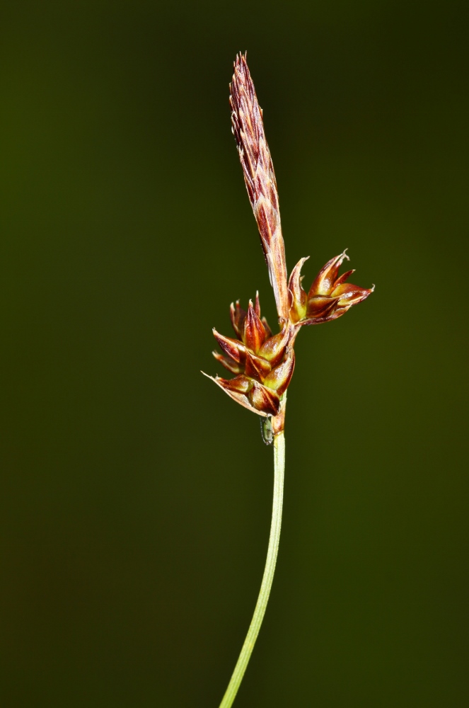 Изображение особи Carex korshinskyi.
