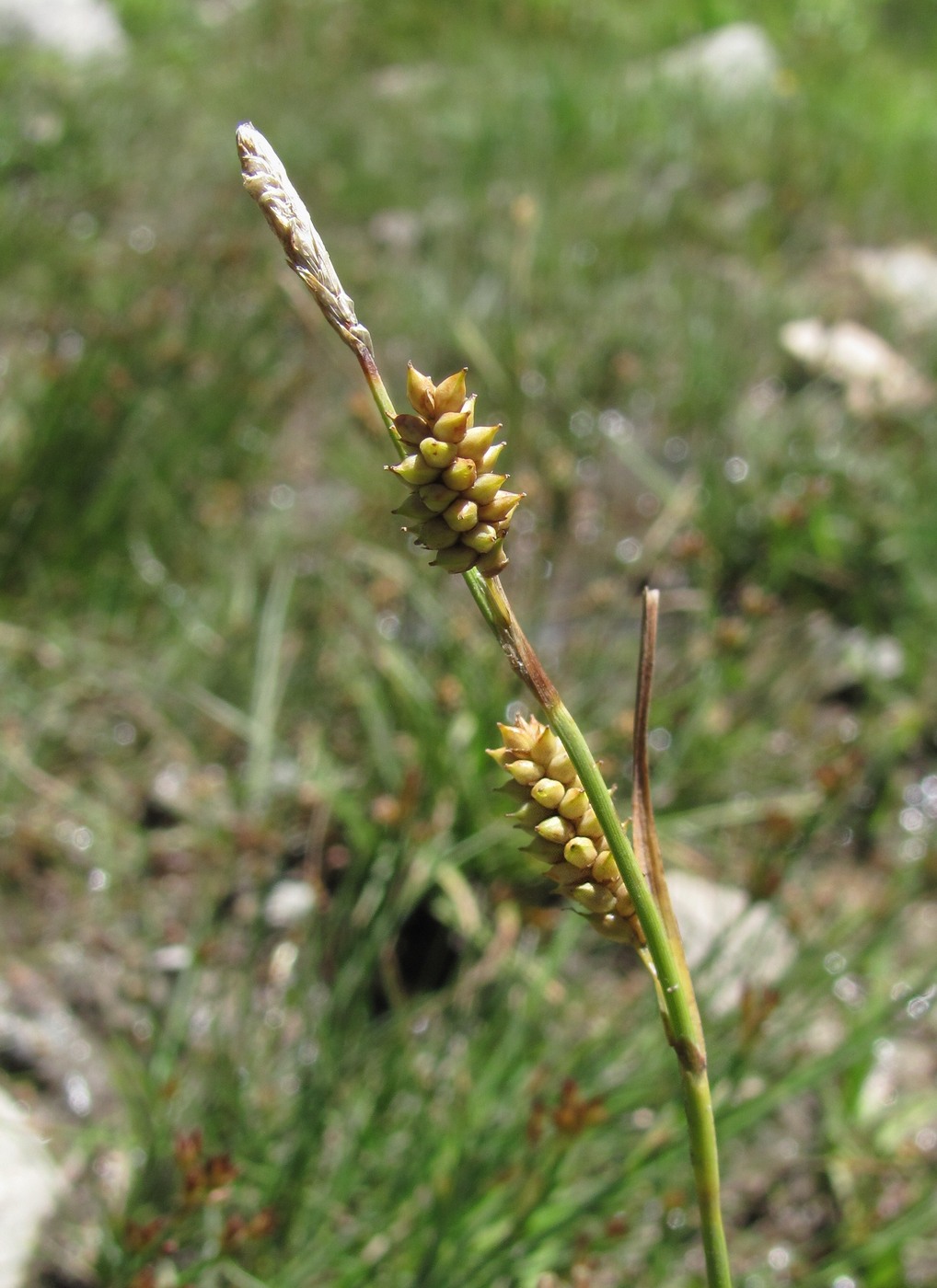 Изображение особи род Carex.