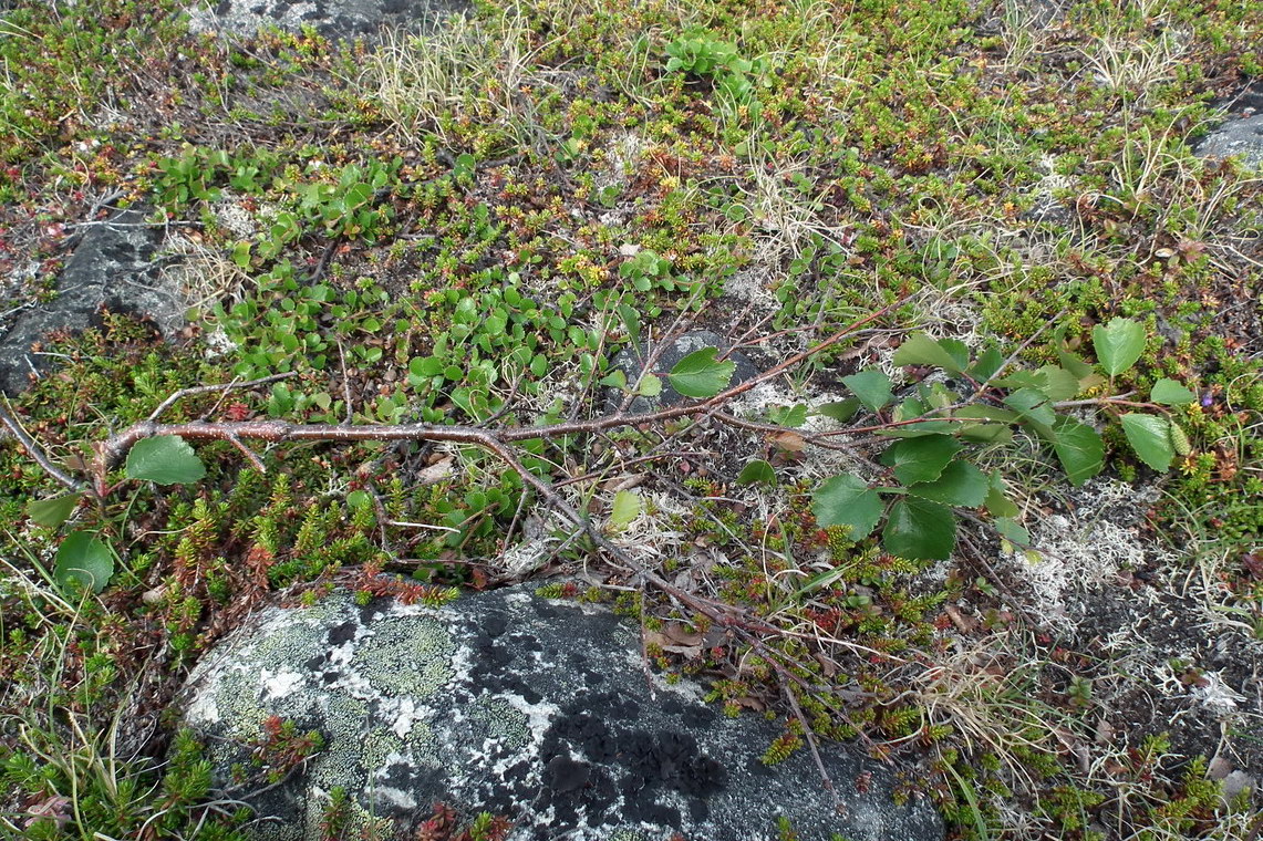 Image of genus Betula specimen.