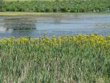 Tephroseris palustris. Цветущие растения в сообществе с Typha latifolia (на переднем плане). Иркутская обл., окр. Иркутска, болото. 02.07.2016.