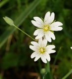 Cerastium davuricum. Цветки с живущими в них трипсами. Восточный Казахстан, Кокпектинский р-н, 25 км в горы от с. Пантелеймоновка, ≈ 1000 м н.у.м., склон сопки. 12.06.2016.