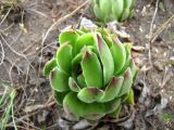 Sempervivum ruthenicum. Вегетирующее растение. Украина, Днепропетровская обл., Днепровский р-н, с. Перше Травня, балка Лоханская. 14.05.2011.