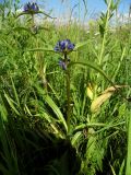 Gentiana macrophylla